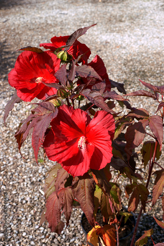 Fototapeta Naklejka Na Ścianę i Meble -   Hibiscus Summerific Midnight Marvel