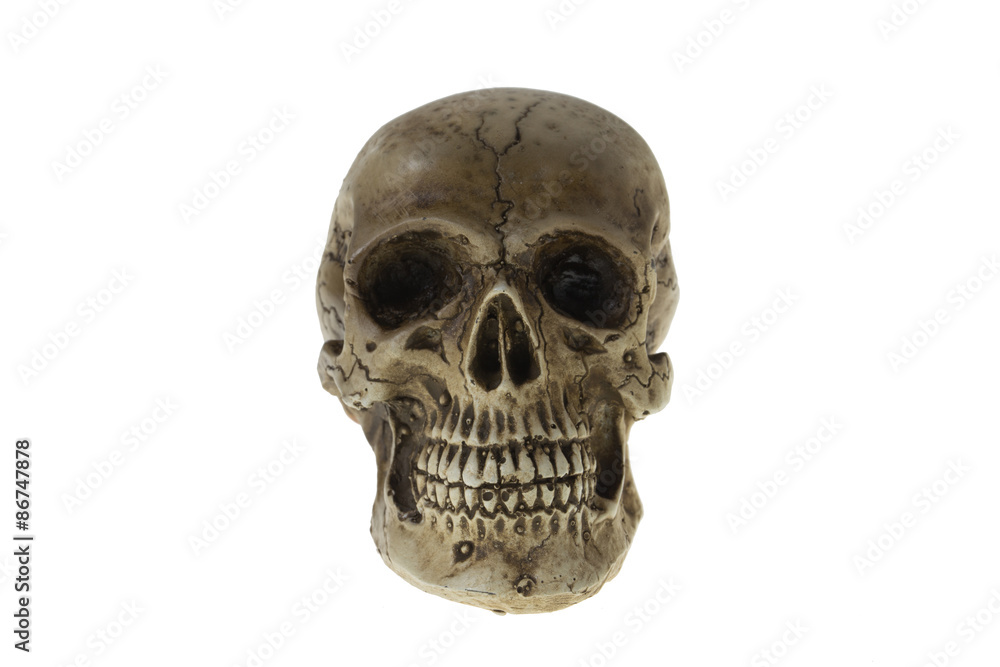 Human skull Human skull
