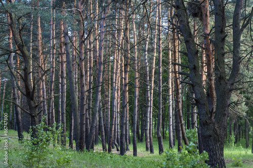 Pines forest in Ukraine  summer