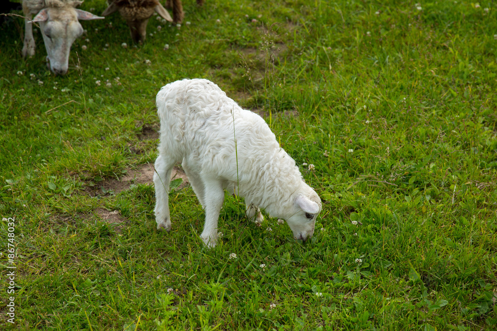 Lamb graze in a field Lamb graze in a field
