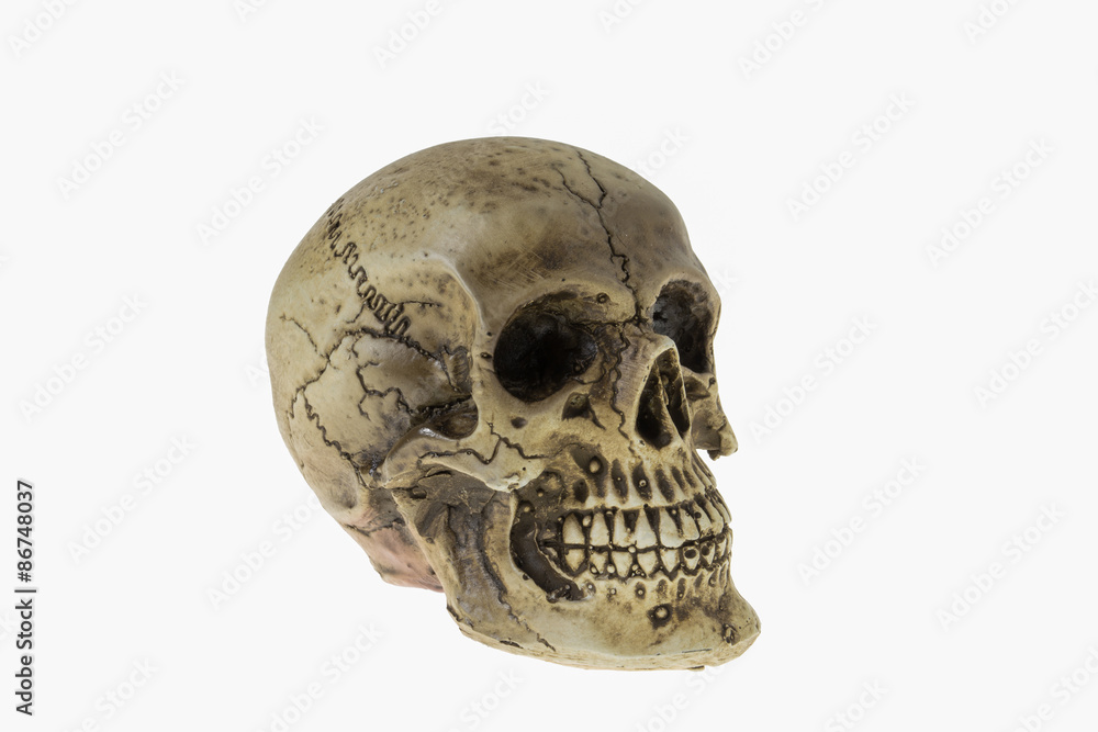 Obraz premium Human skull