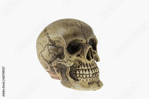 Human skull © tonsound