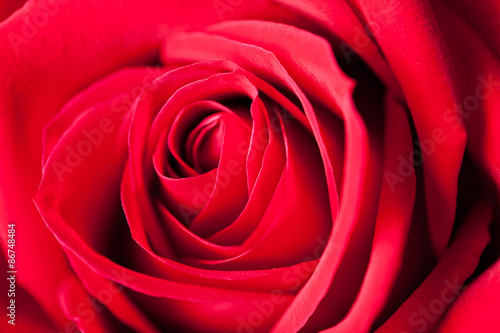 Red Rose Macro