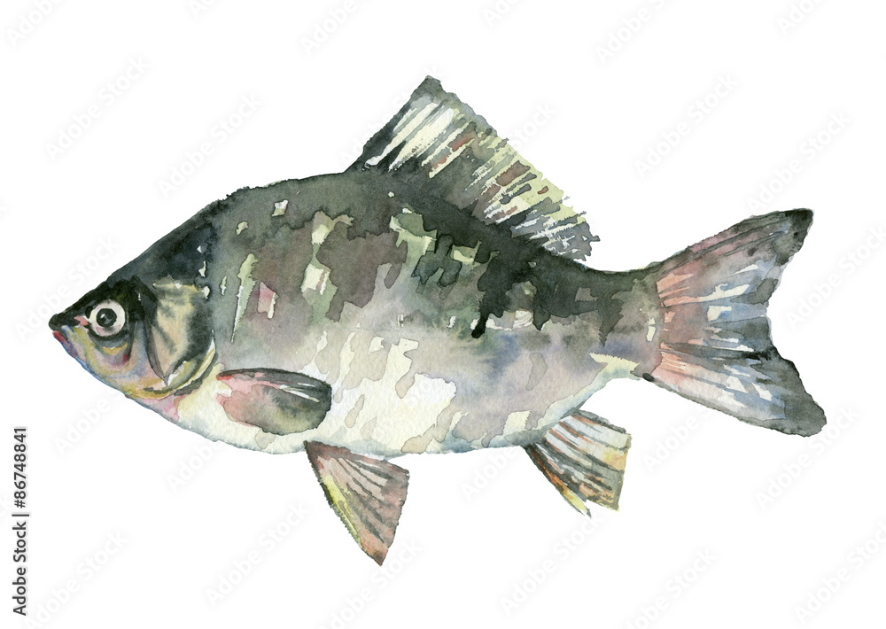 Fototapeta premium Watercolor fish (carp)