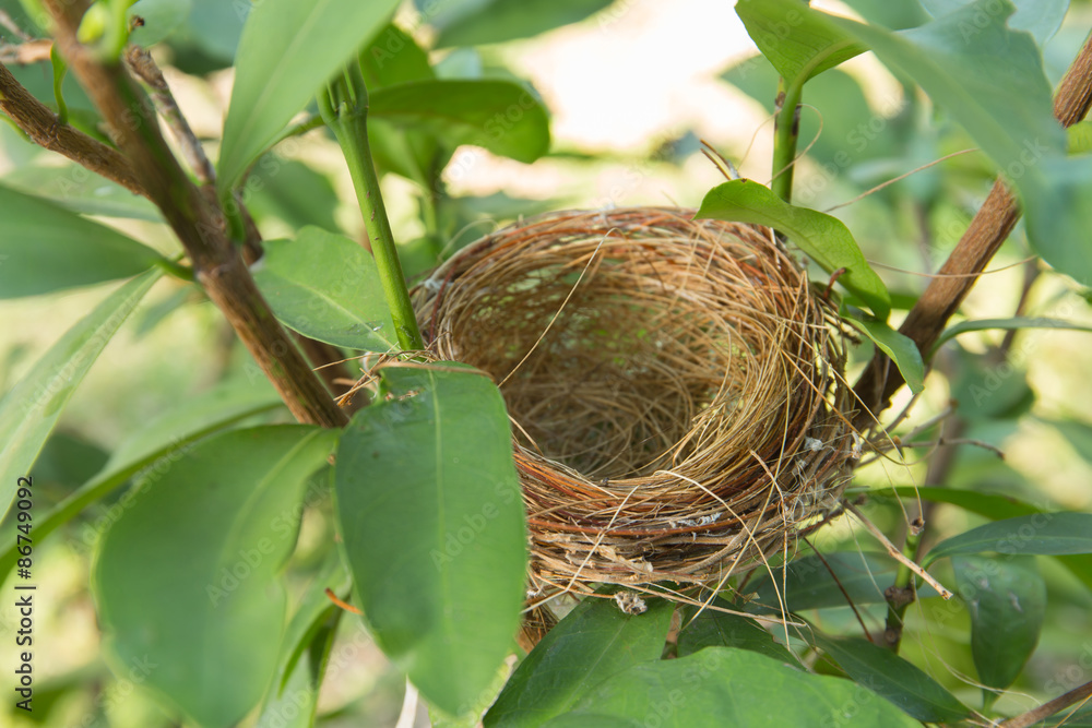 Fototapeta premium empty bird nest