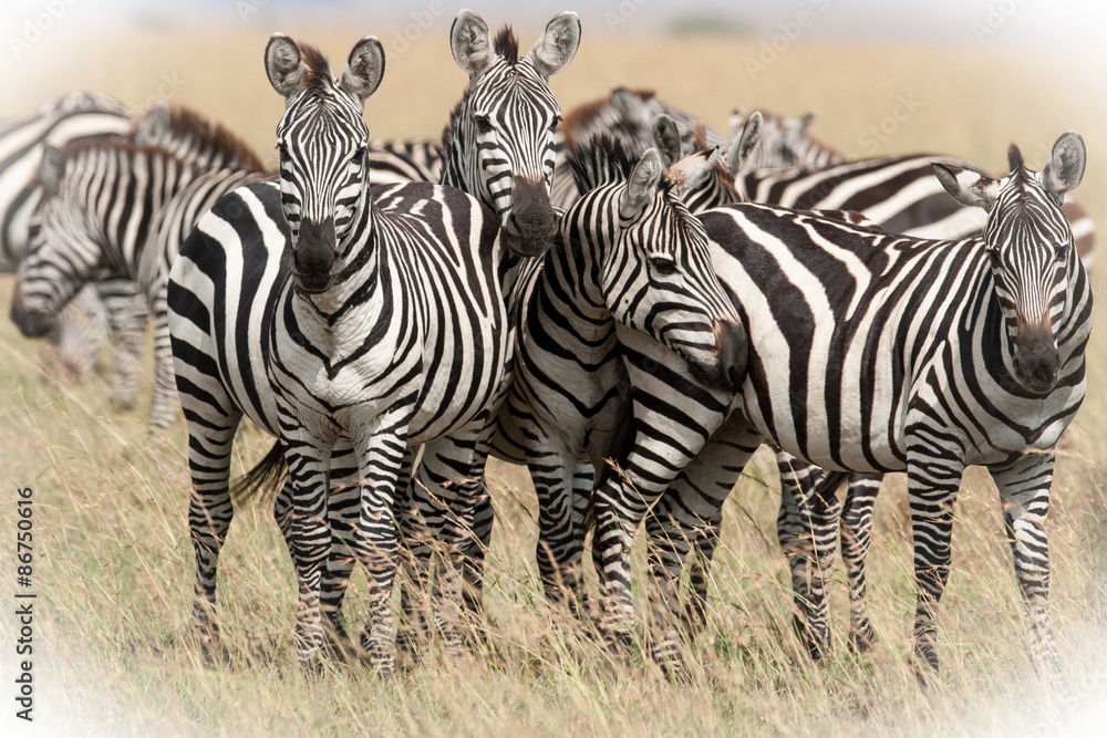 Fototapeta premium Zebra in the Savanna of Kenya