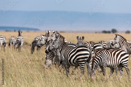 Zebra in the Savanna of Kenya