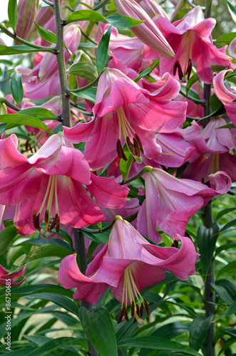 Vászonkép Pink stargazer lily flowers