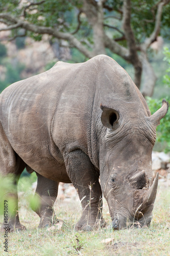 Rhino © Herbert