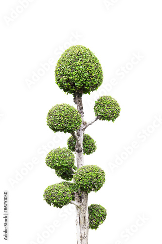 bonsai tree on white background