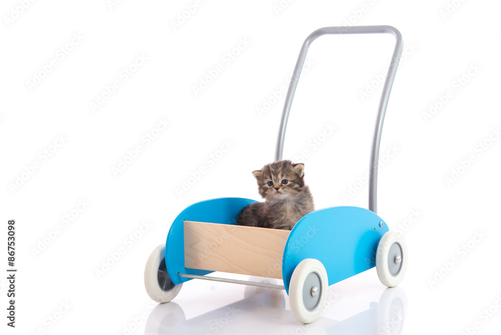 Obraz premium Cute kitten sitting in barrow