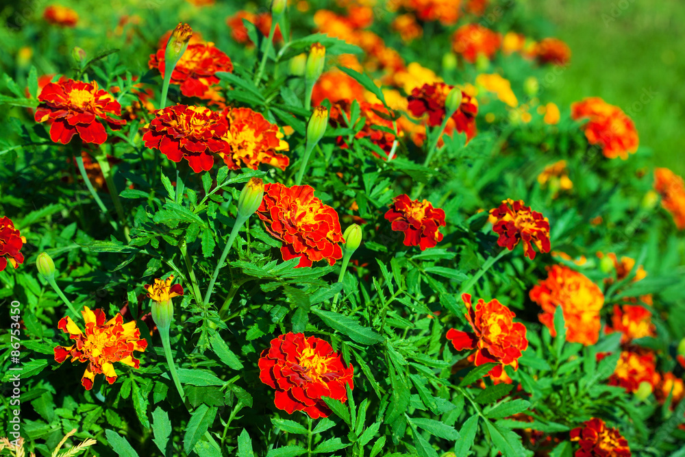 Marigolds flowers
