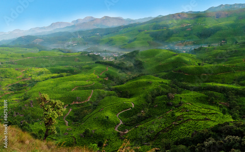 Tea plantation valley at sunrise