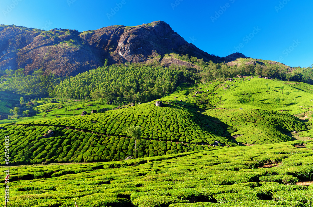 Tea plantation valley in Munnar Tea plantation valley in Munnar