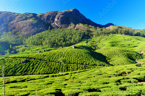 Tea plantation valley in Munnar