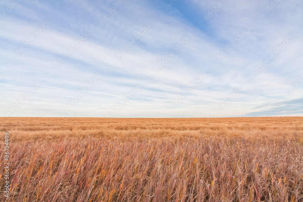 Landscape of the prairie grassland of Alberta, Canada. - obrazy, fototapety, plakaty 