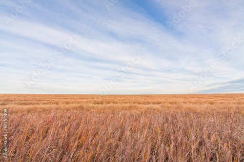 Landscape of the prairie grassland of Alberta, Canada. photo