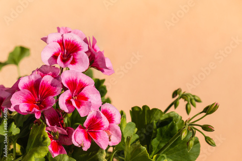 Fototapeta Naklejka Na Ścianę i Meble -  close up of red and pink pelargonium flowers 