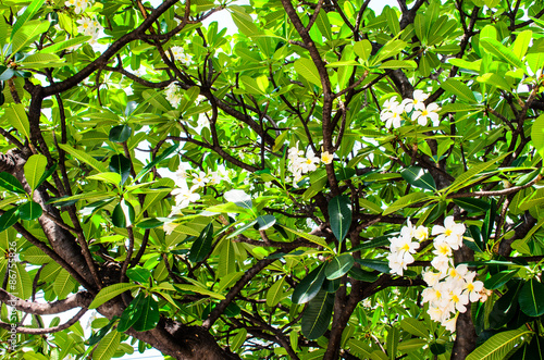 Frangipani Tree