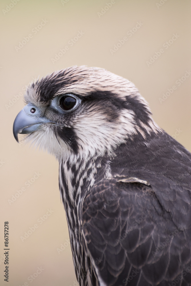 Lanner Falcon