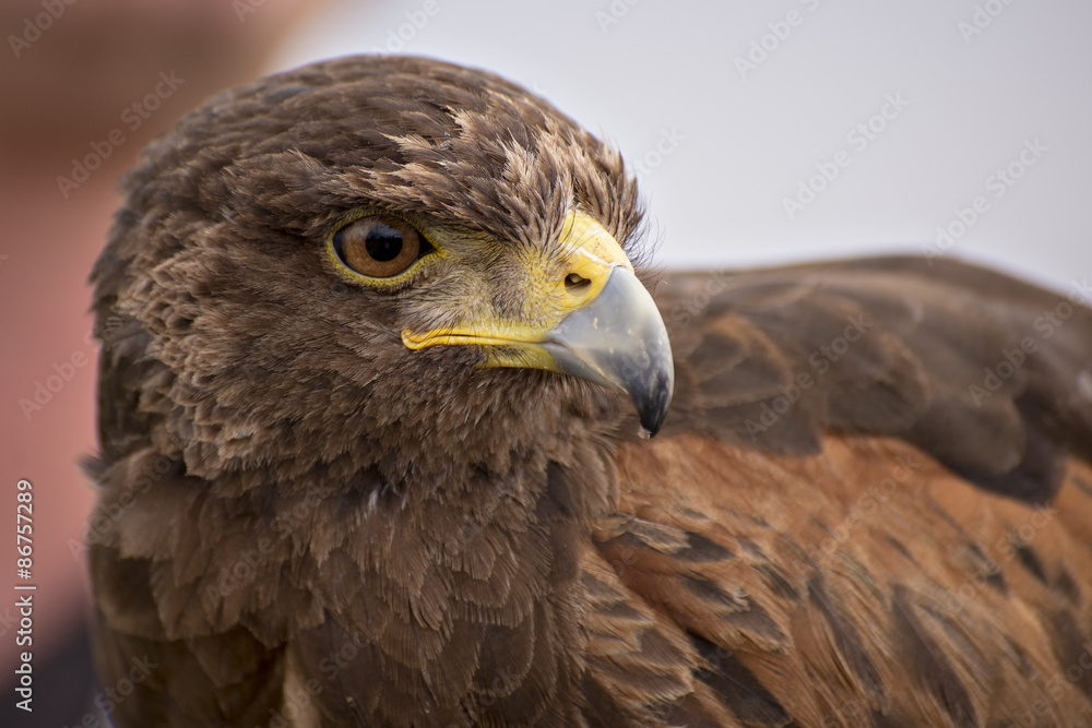 Fototapeta premium Harris Hawk