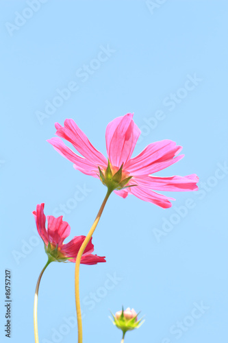 cosmos flowers against the sky with color filter.