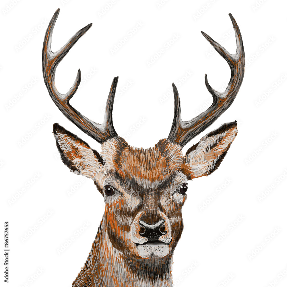 Naklejka premium Deer head isolated on white background, vector