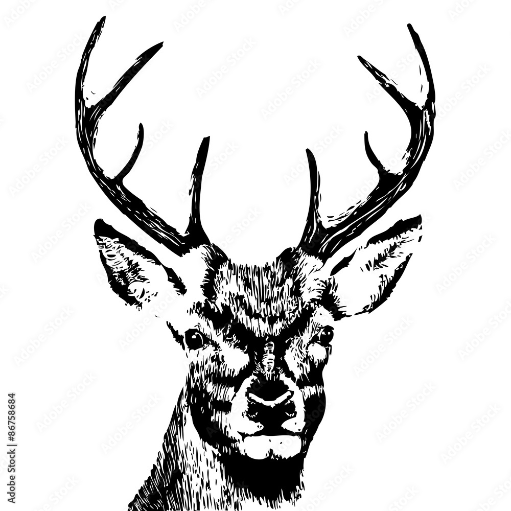 Obraz premium illustration of a deer head, grunge, silhouette isolated on white