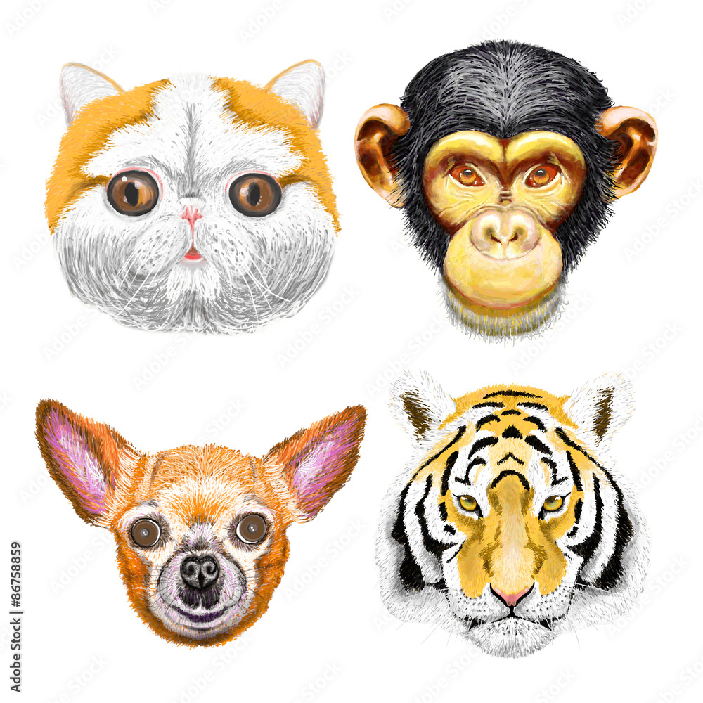 Fototapeta premium Vector illustration of cute animal set including cat, monkey, tiger, dog