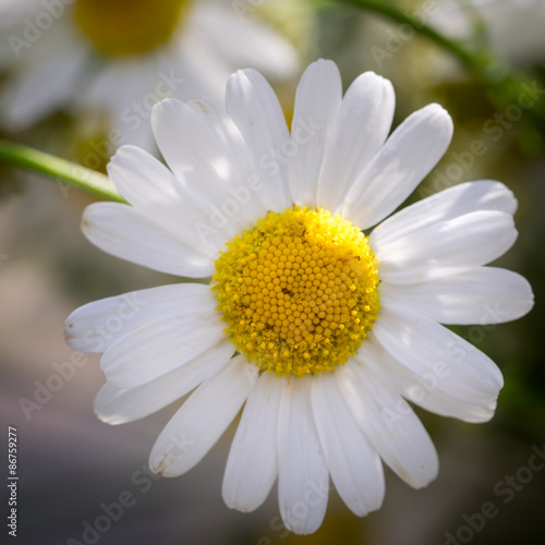 Beautiful daisy flower.