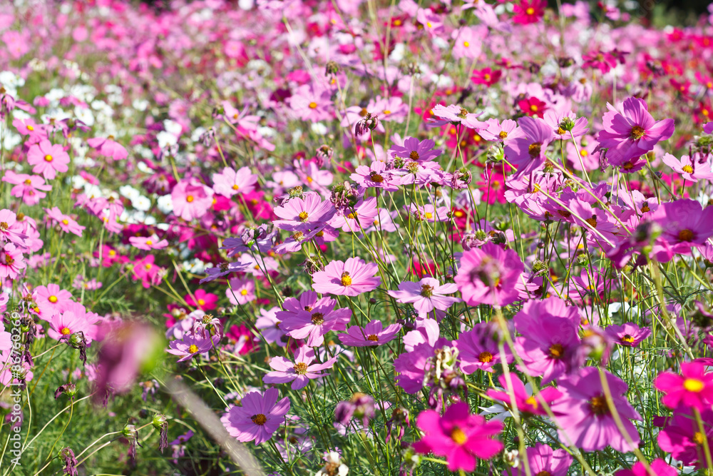 cosmos flowers on flower garden.