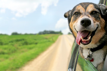 Acrylglasbilder Hund Schäferhund schaut aus Autofenster  © Christin Lola