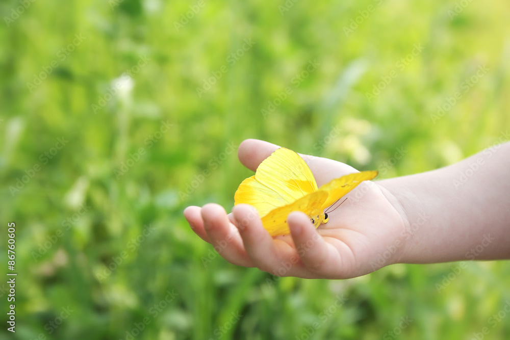 Fototapeta premium Child's Hand Holding Orange Barred Sulphur Butterfly Outside