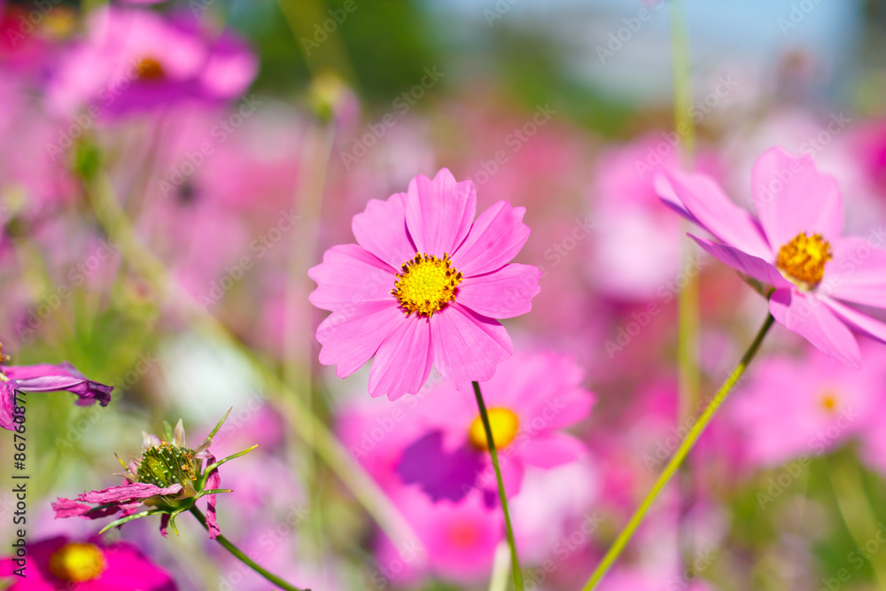 cosmos flowers on flower garden. cosmos flowers on flower garden.