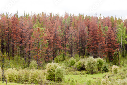 Mountain Pine Beetle killed pine forest photo