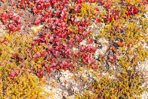 Red Bearberry Arctous rubra shiny fall leaves © PiLensPhoto