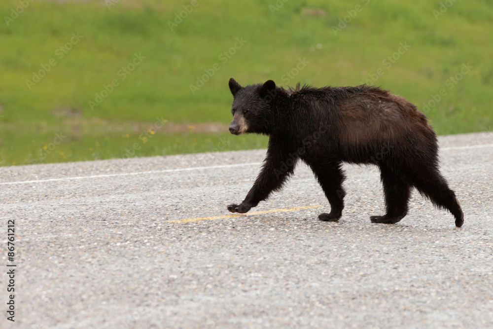 Wet Black Bear Ursus americanus crossing road