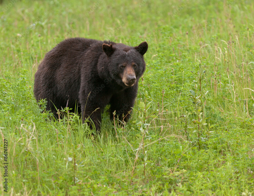 American Black Bear forage green meadow American Black Bear forage green meadow
