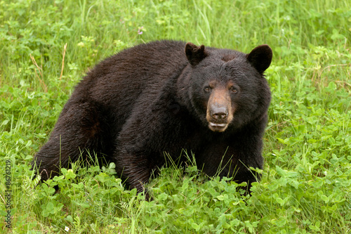 Green meadow Black Bear Ursus americanus resting