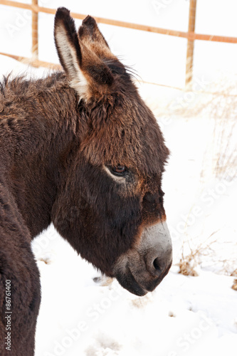 Portrait of Donkey with Bangs
