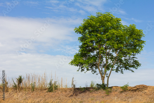 Lonely tree against the sky