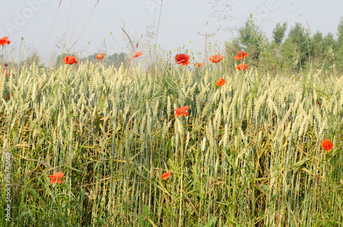field of wheat © aga7ta