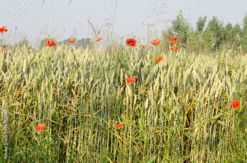 field of wheat