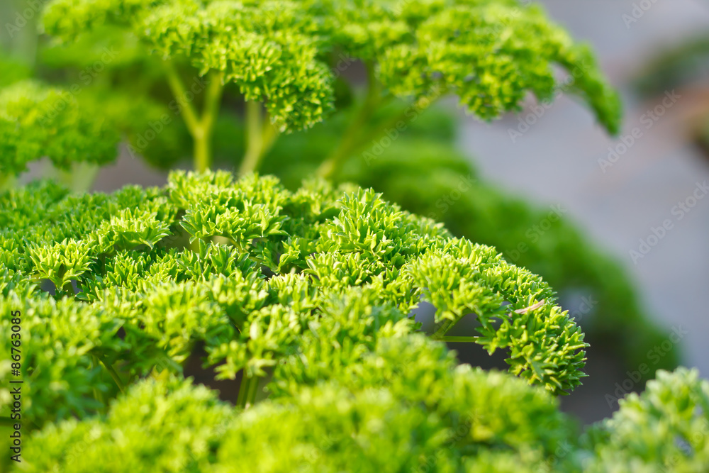 Curly parsley leaves closeup in the garden Curly parsley leaves closeup in the garden