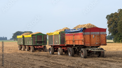 Wallpaper Mural Kartoffelernte - Kartoffeln - Ernte - Landwirtschaft - Niedersachsen Torontodigital.ca