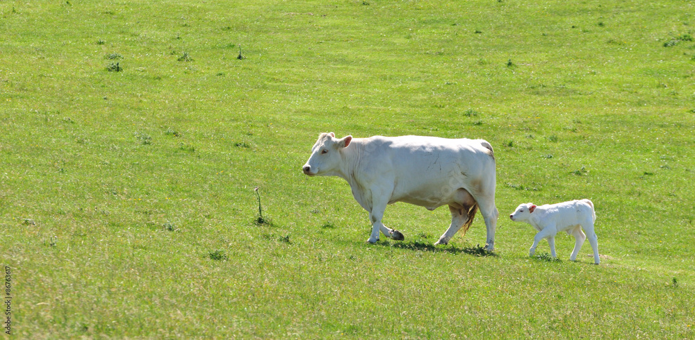 Obraz premium Une vache et son veau se promènent dans un pré à Escalles