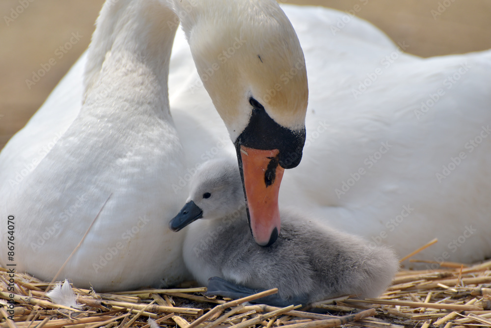 Fototapeta premium Adult swan nurturing cygnet at Abbotsbury Swannery in Dorset