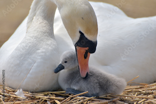 Adult swan nurturing cygnet at Abbotsbury Swannery in Dorset