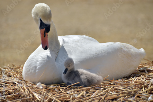 Adult swan with cygnet on nest, Abbotsbury, Dorset