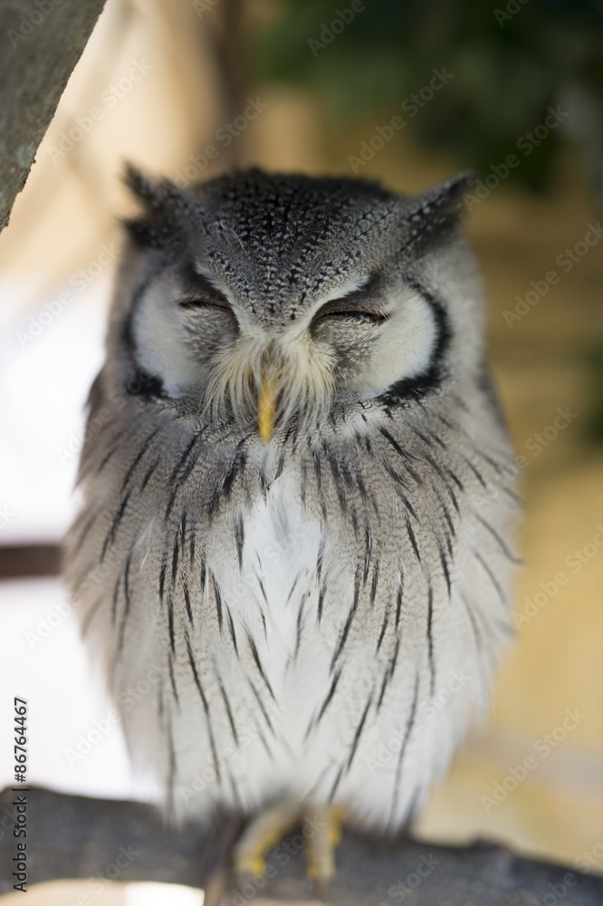 Obraz premium Small sleeping owl, Kyushu, Japan
